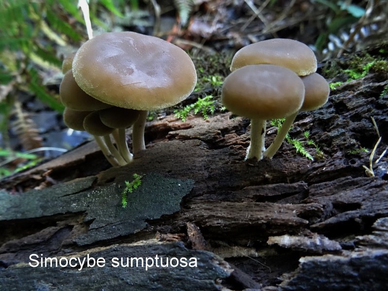 Simocybe sumptuosa-amf1772-1.jpg - Simocybe sumptuosa ; Syn: Naucoria centunculus var.luxurians ; Non français: Naucorie luxuriante "